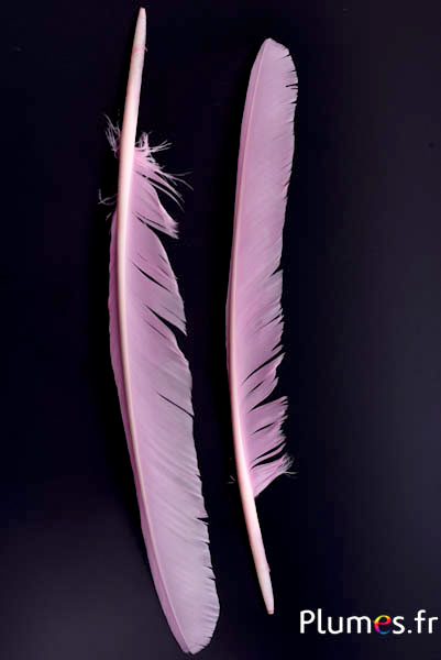 Cygne - 35-40 cm - rose